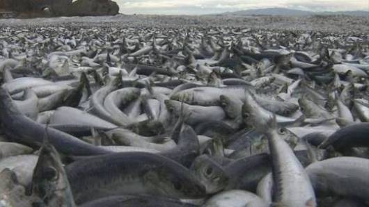 Cronaca diretta Giappone – La misteriosa morte di milioni di pesci sulle rive di Hakodate  nell’isola di Hokkaido, Video