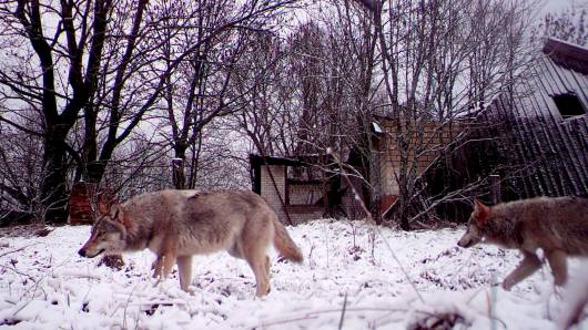 Studio americano: i lupi di Chernobyl sono più resistenti al cancro